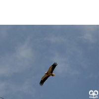 گونه کرکس مصری Egyptian Vulture